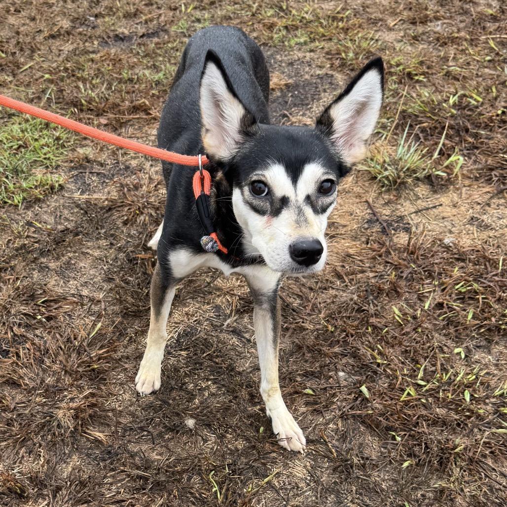 Enlarge Susan, a Adoptable Chihuahua in Brooklyn, NY image 5/6