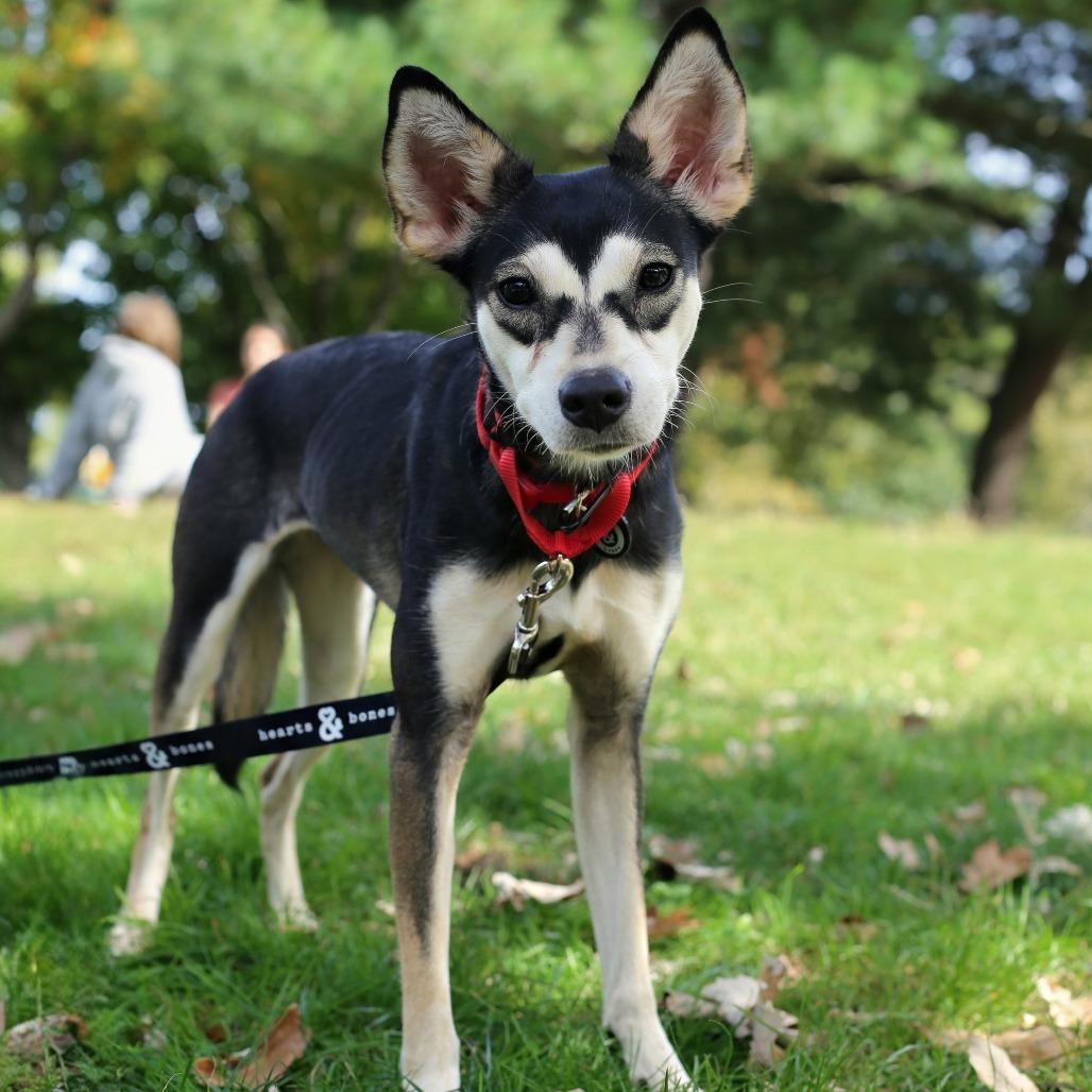Enlarge Susan, a Adoptable Chihuahua in Brooklyn, NY image 6/6