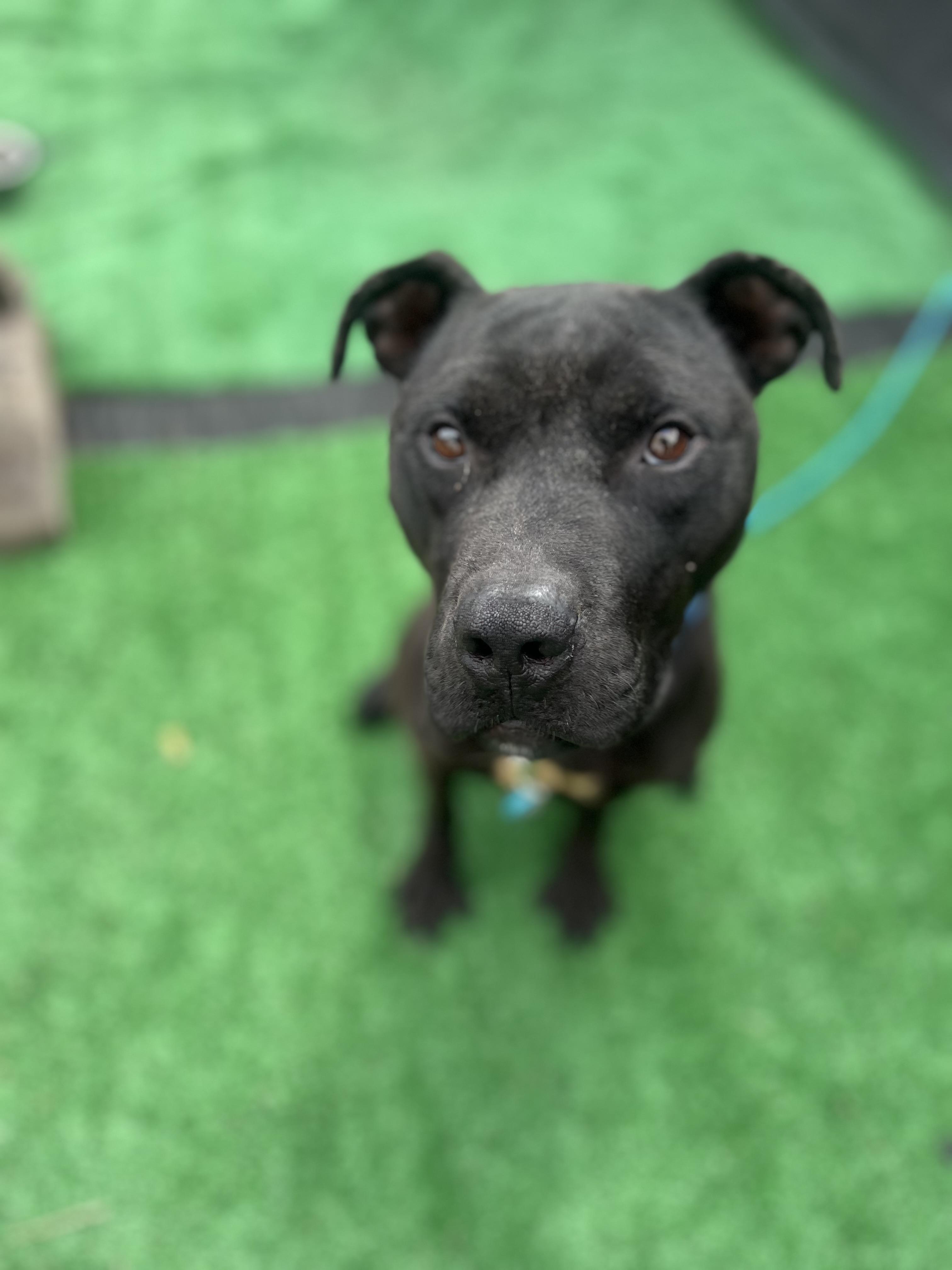 Bishop, a Adoptable mixed breed in East Orange, NJ image 3/6