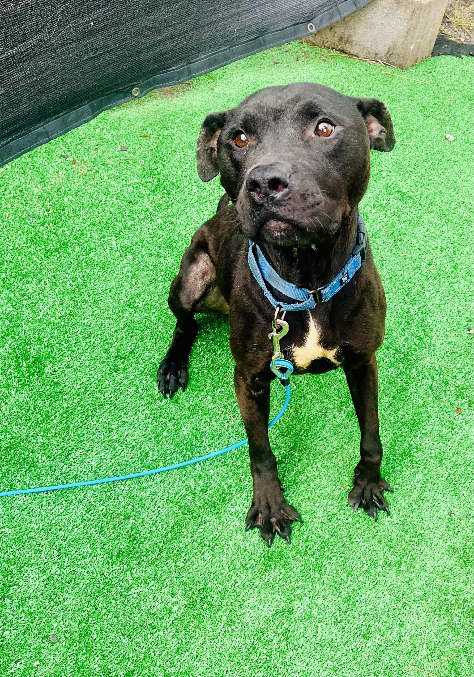 Bishop, a Adoptable mixed breed in East Orange, NJ image 5/6