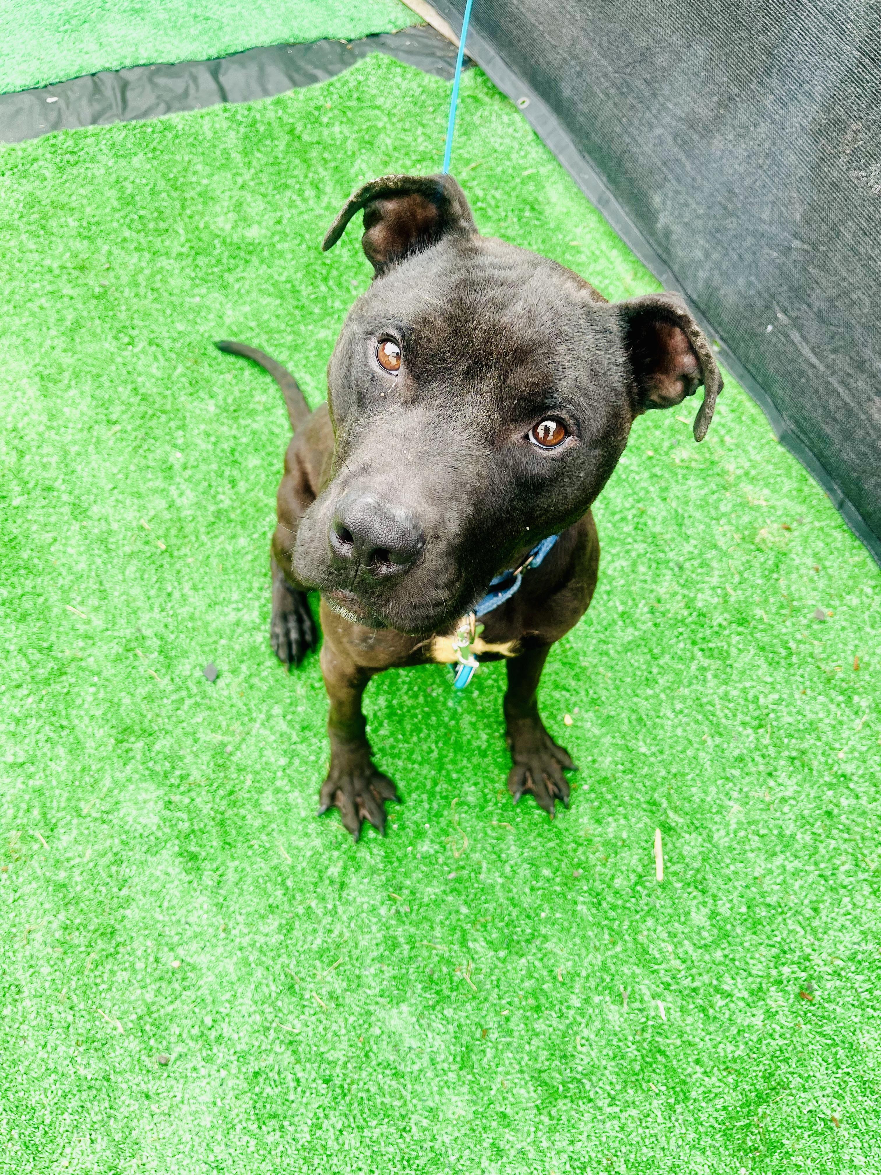 Bishop, Adoptable, Young Male American Staffordshire Terrier & Black Labrador Retriever.
