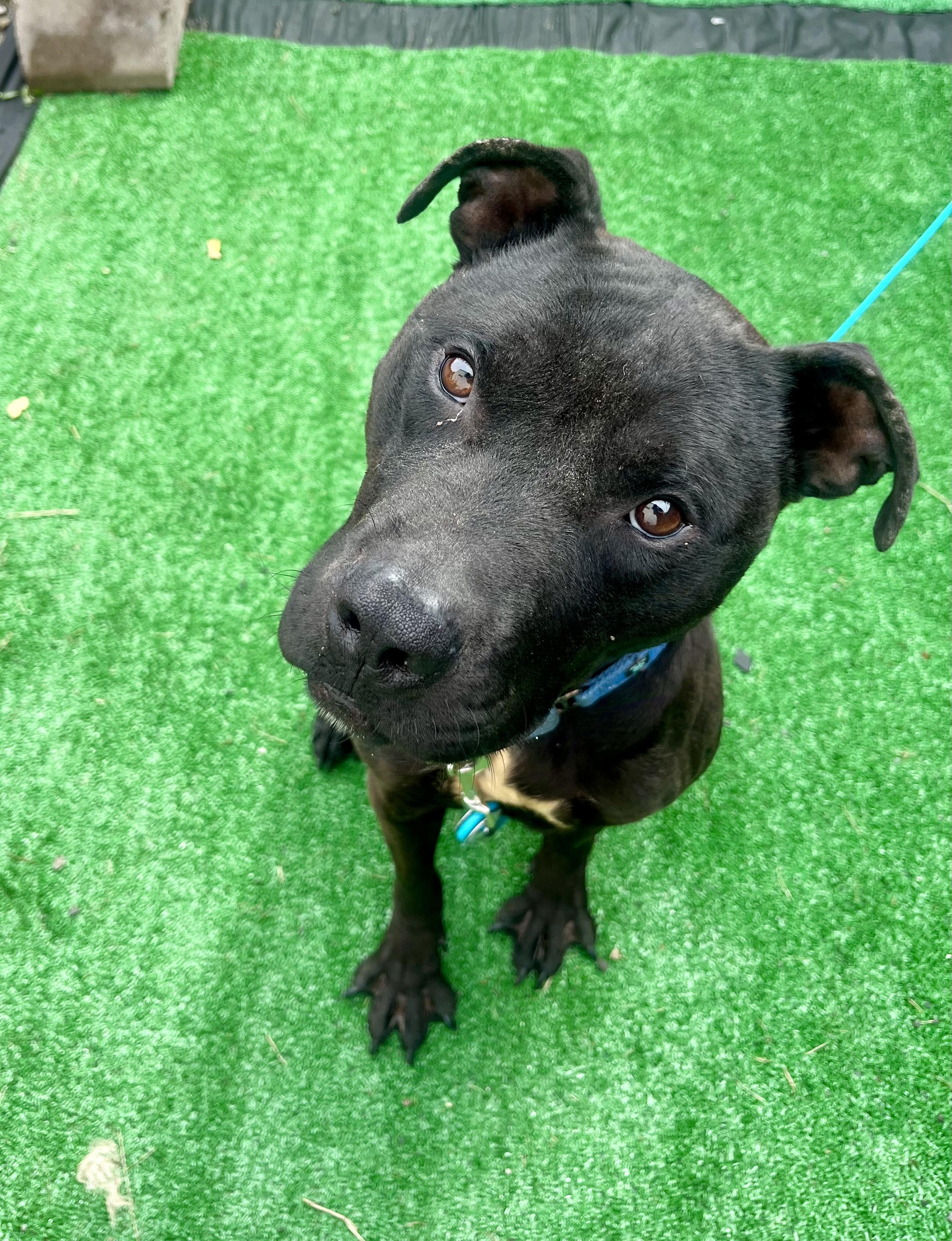 Bishop, a Adoptable mixed breed in East Orange, NJ image 6/6