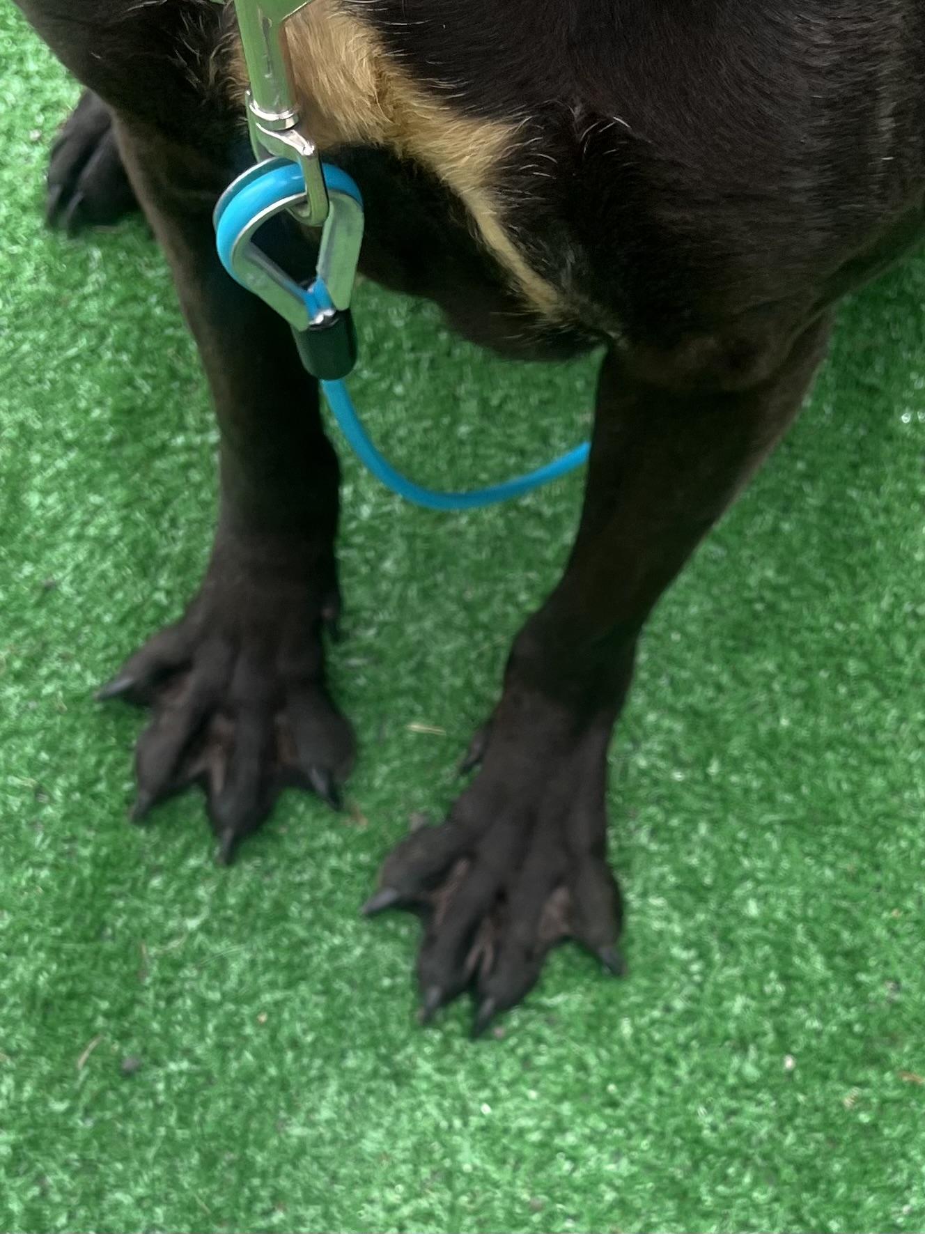 Bishop, a Adoptable mixed breed in East Orange, NJ image 2/6