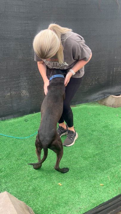 Enlarge Bishop, a Adoptable mixed breed in East Orange, NJ video 4/6