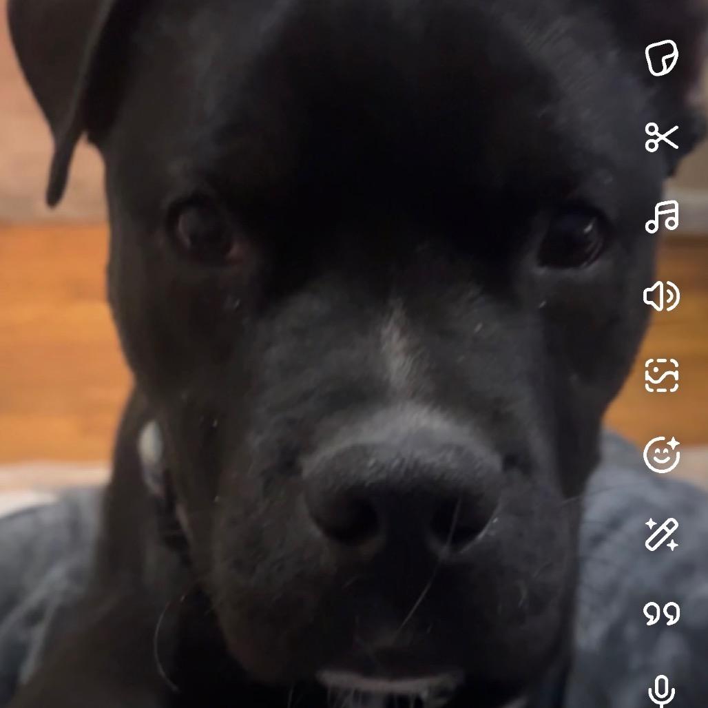 Stewie, Adoptable, Young Male American Staffordshire Terrier.