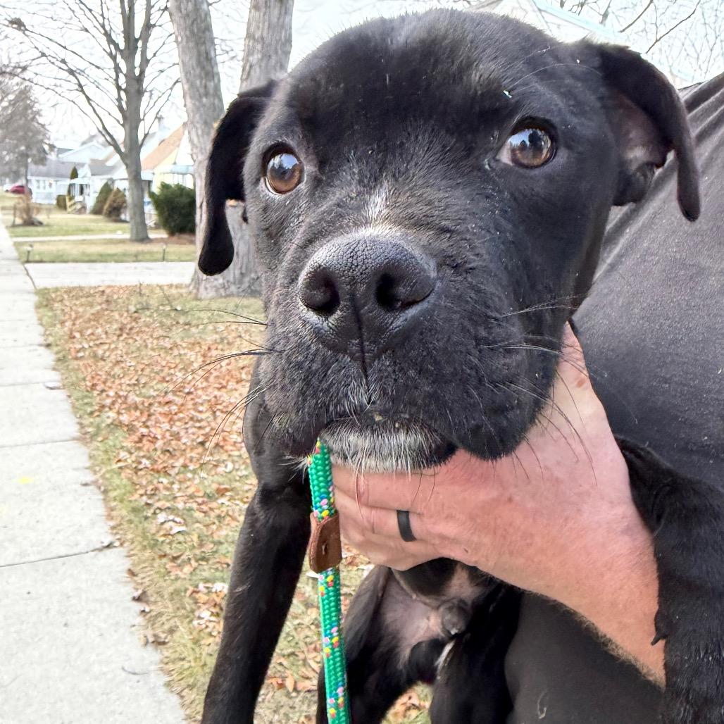 Enlarge Stewie, a Adoptable American Staffordshire Terrier in Ferndale, MI image 3/6
