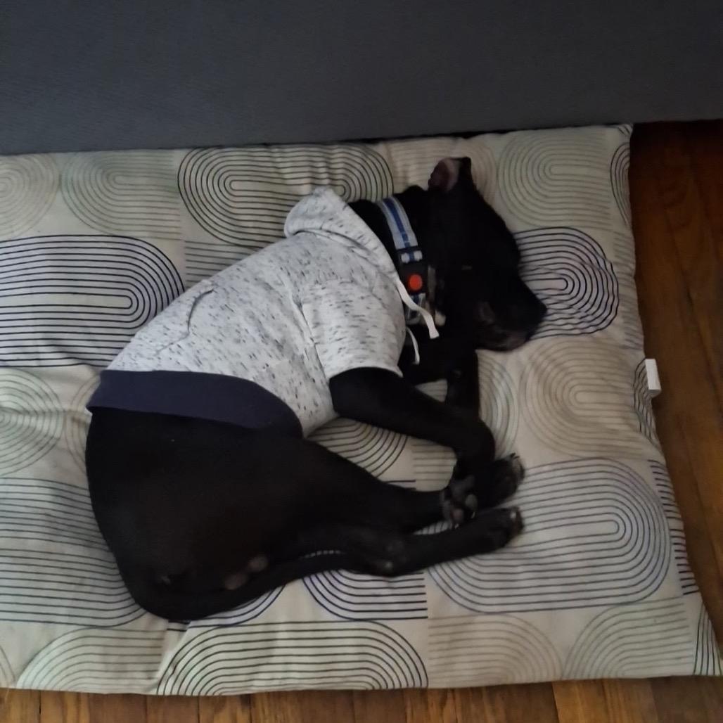 Enlarge Stewie, a Adoptable American Staffordshire Terrier in Ferndale, MI image 5/6