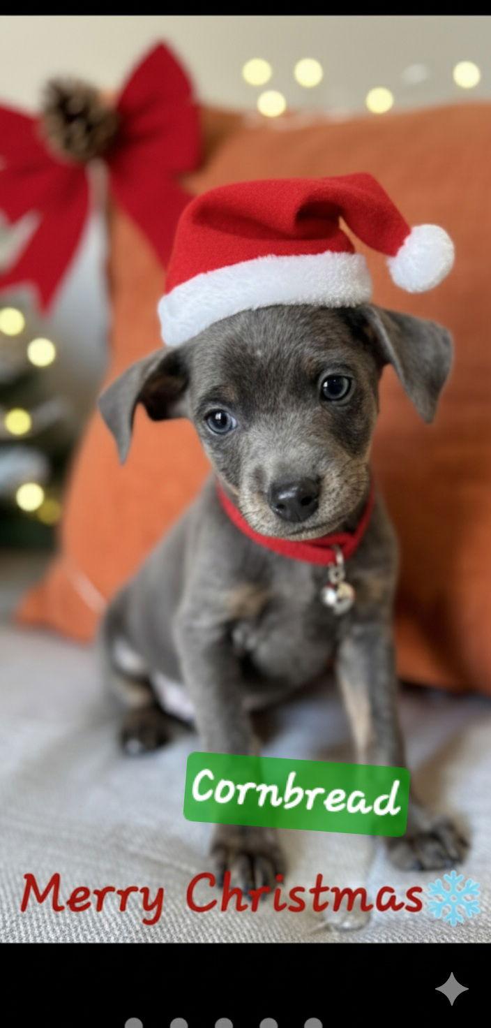 Enlarge Cornbread and Tater, a Adoptable mixed breed in Brooksville, FL image 1/3