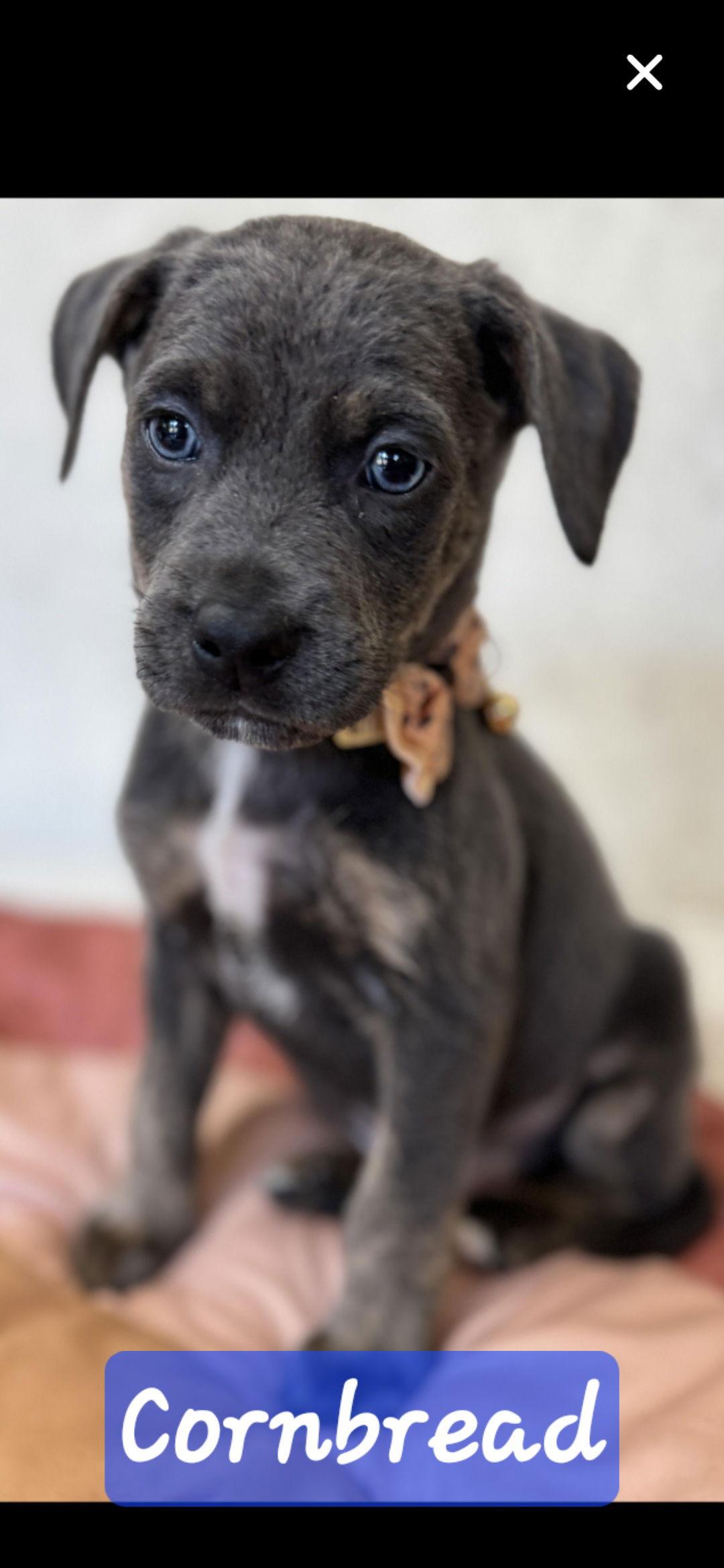 Enlarge Cornbread and Tater, a Adoptable mixed breed in Brooksville, FL image 2/3