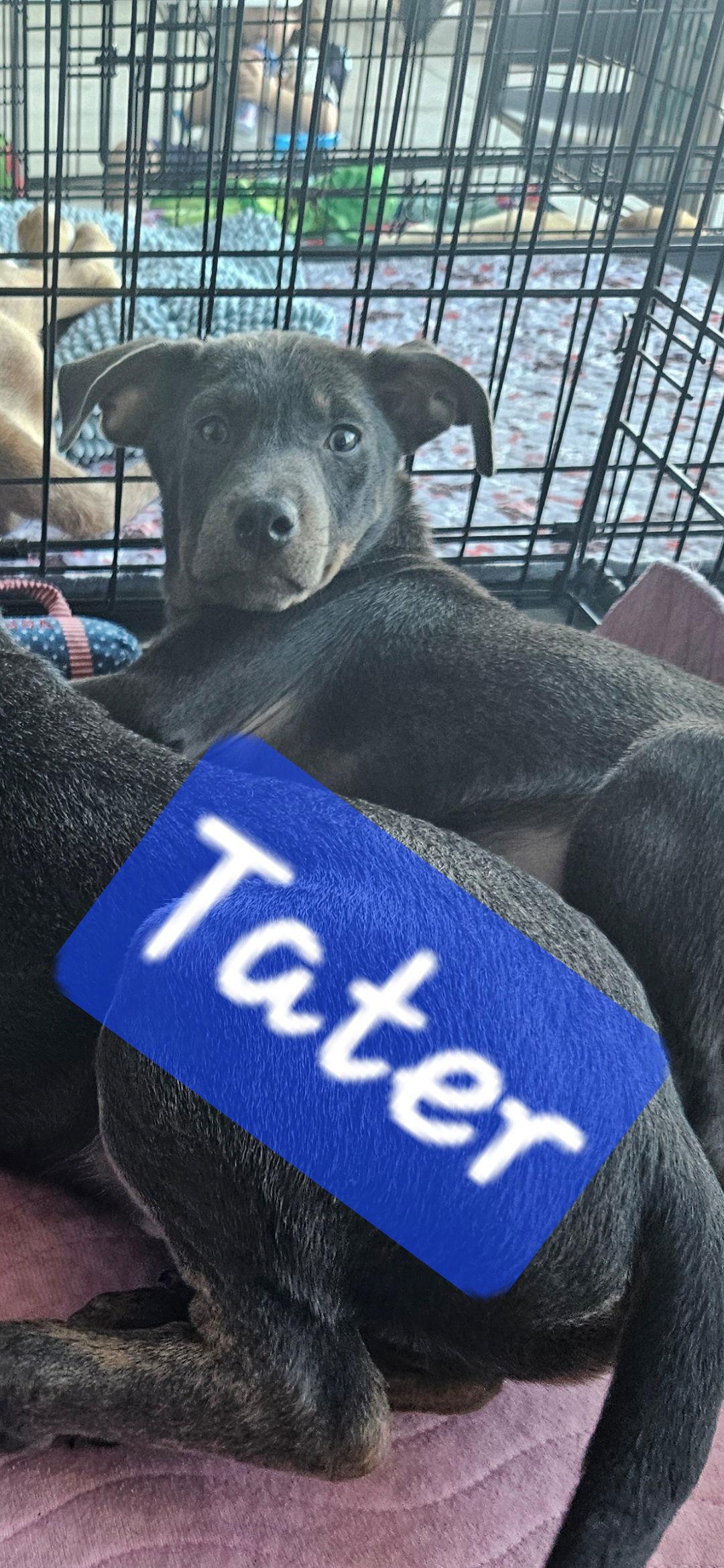 Enlarge Cornbread and Tater, a Adoptable mixed breed in Brooksville, FL image 3/3