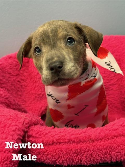 Newton, adopted, Puppy Male Terrier.