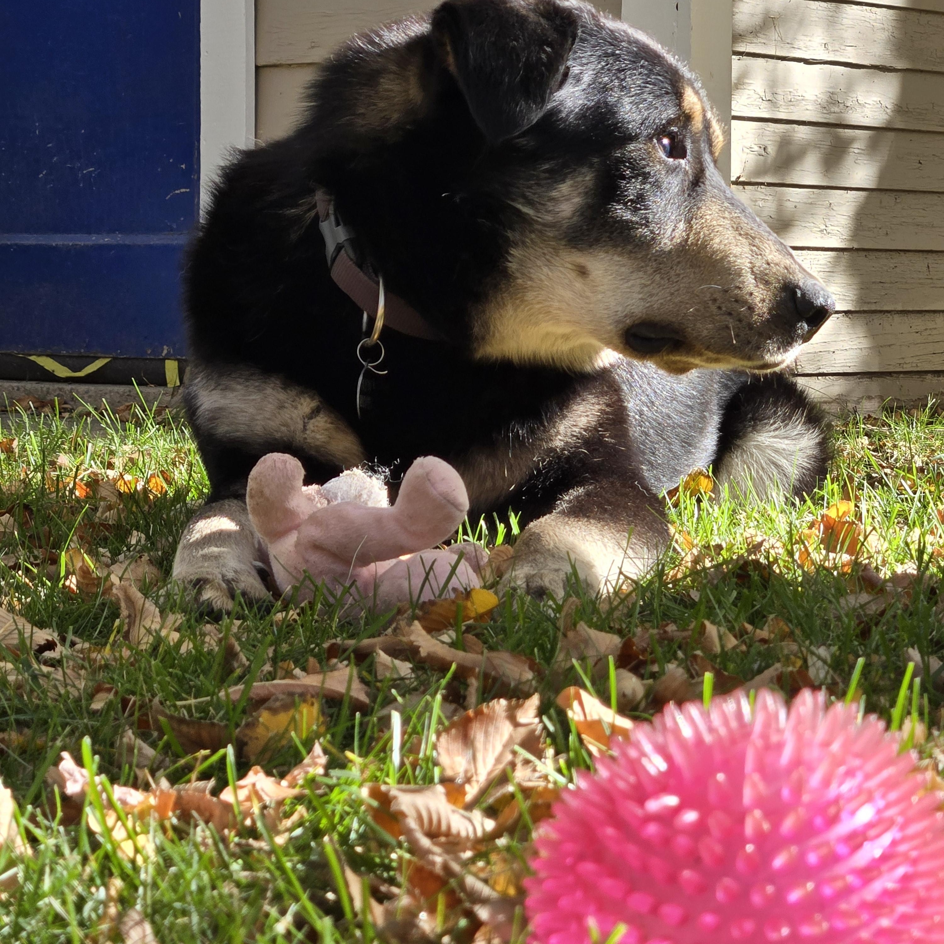 Enlarge Buddy, a Adoptable Mixed Breed in Saskatoon, SK image 4/6