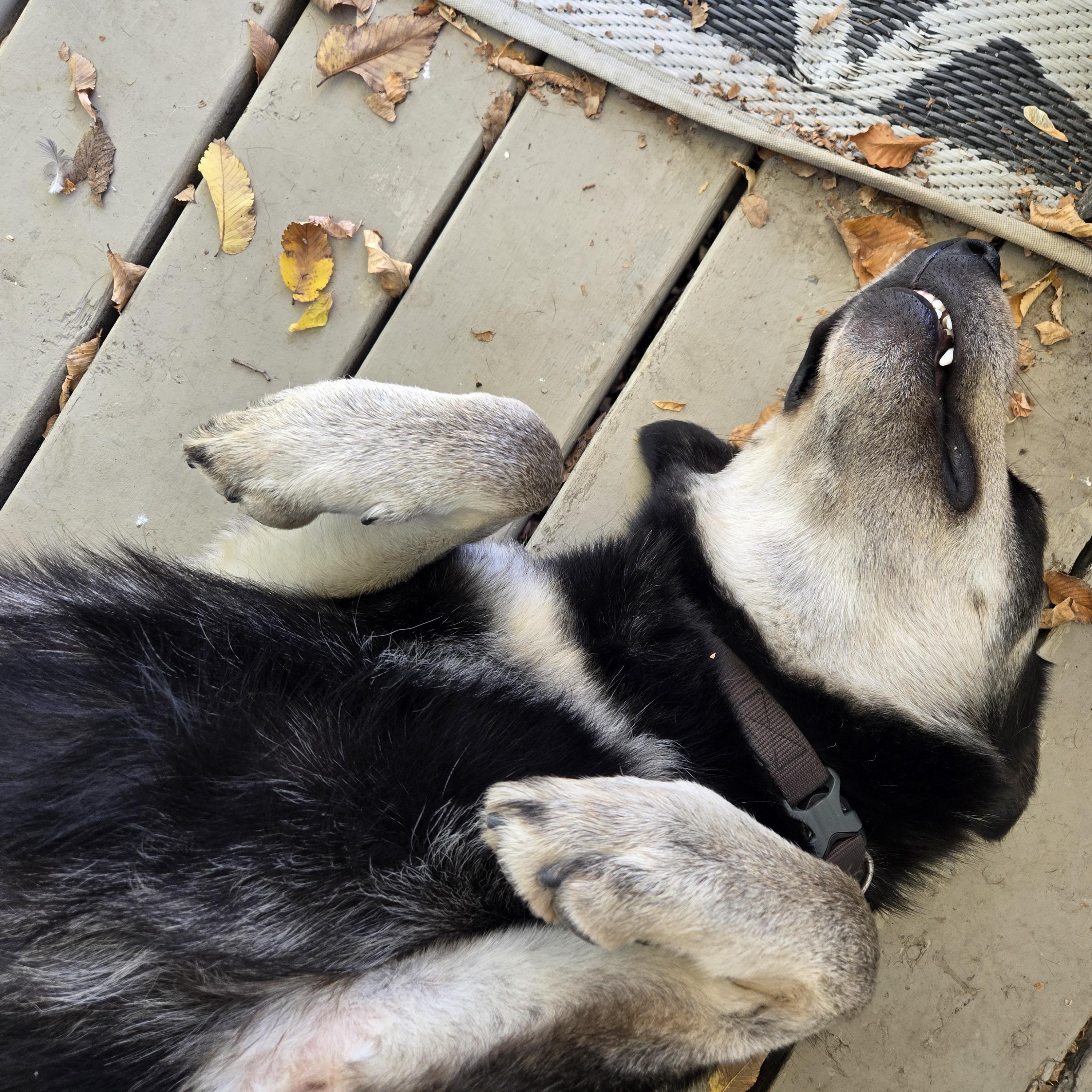 Enlarge Buddy, a Adoptable Mixed Breed in Saskatoon, SK image 2/6