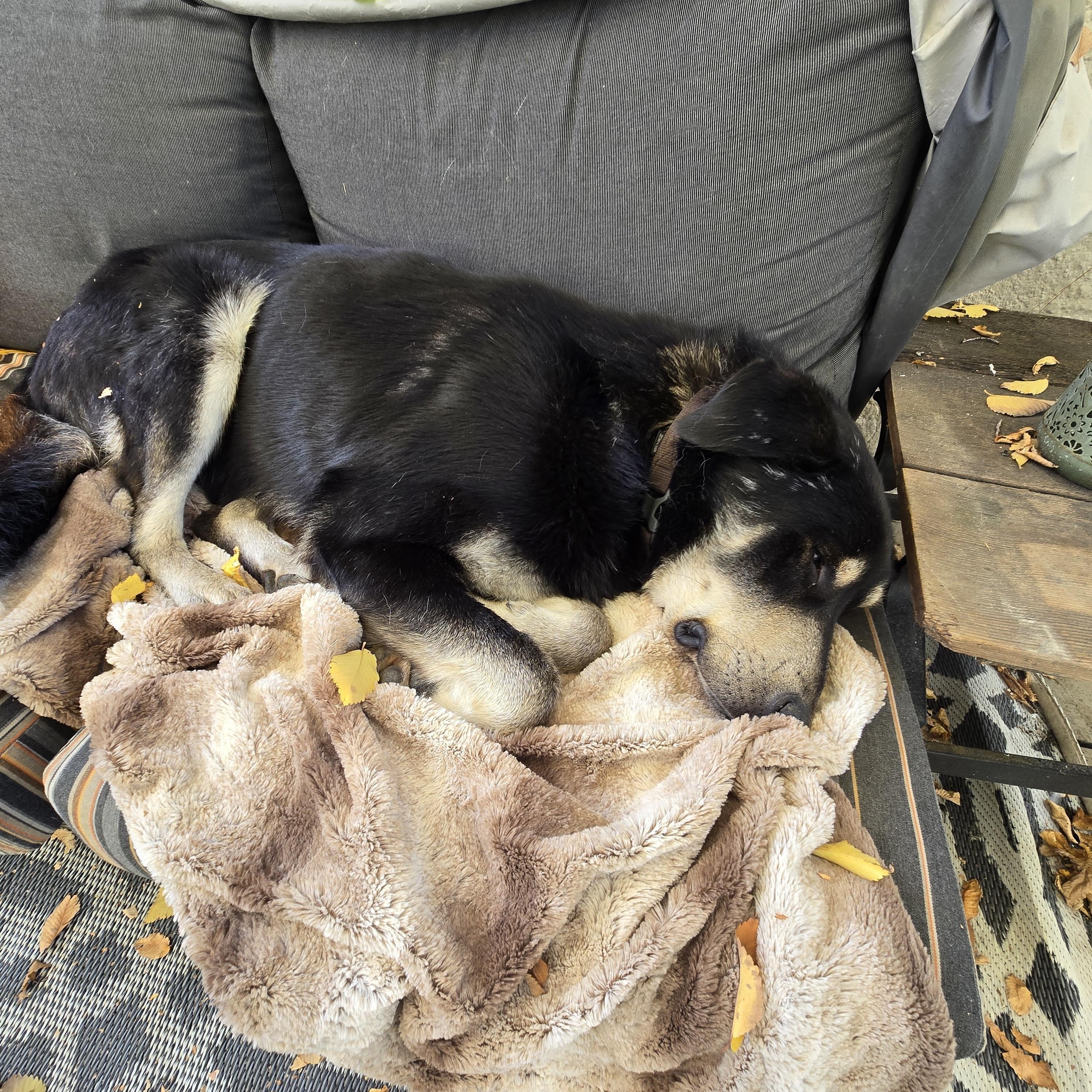 Enlarge Buddy, a Adoptable Mixed Breed in Saskatoon, SK image 5/6