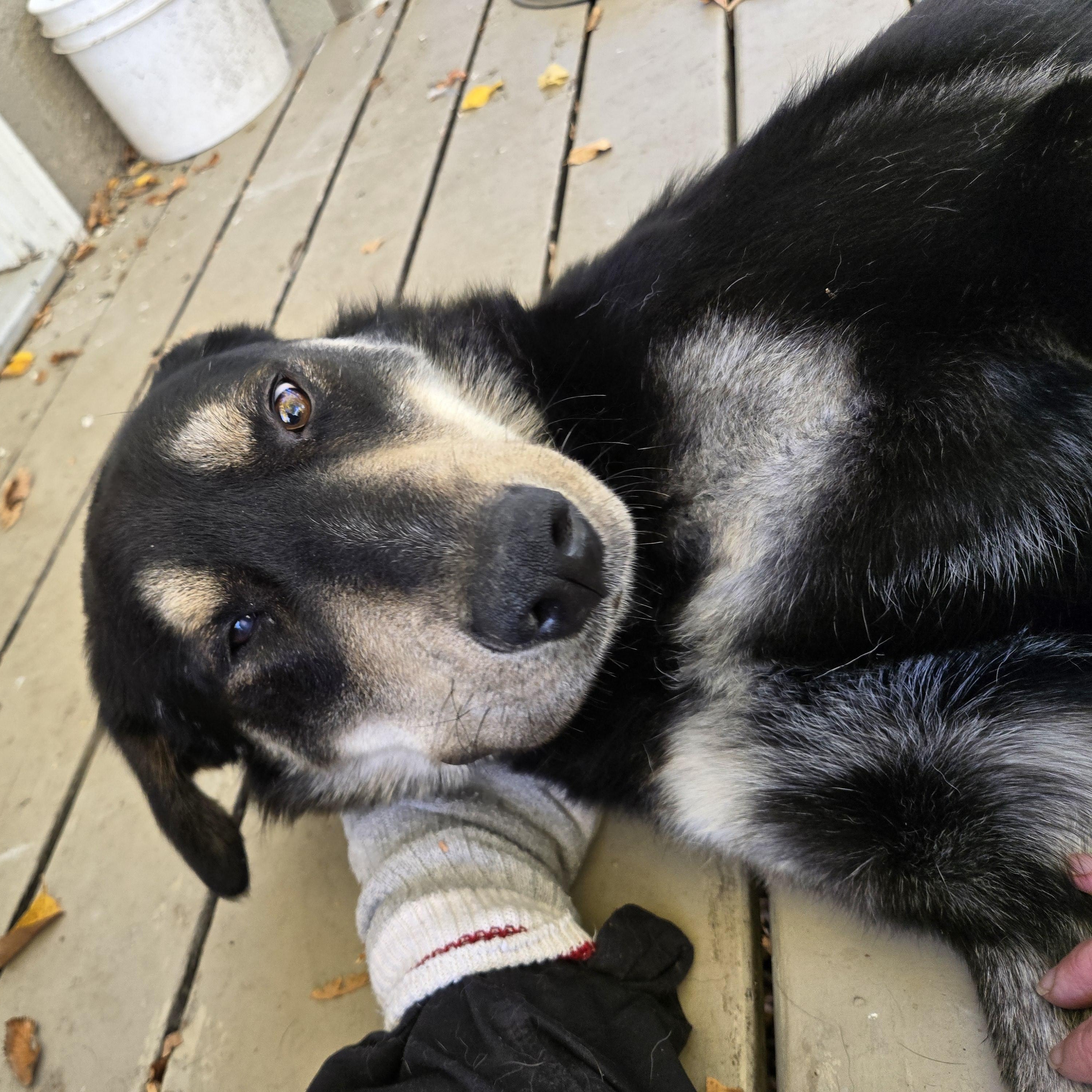 Enlarge Buddy, a Adoptable Mixed Breed in Saskatoon, SK image 3/6