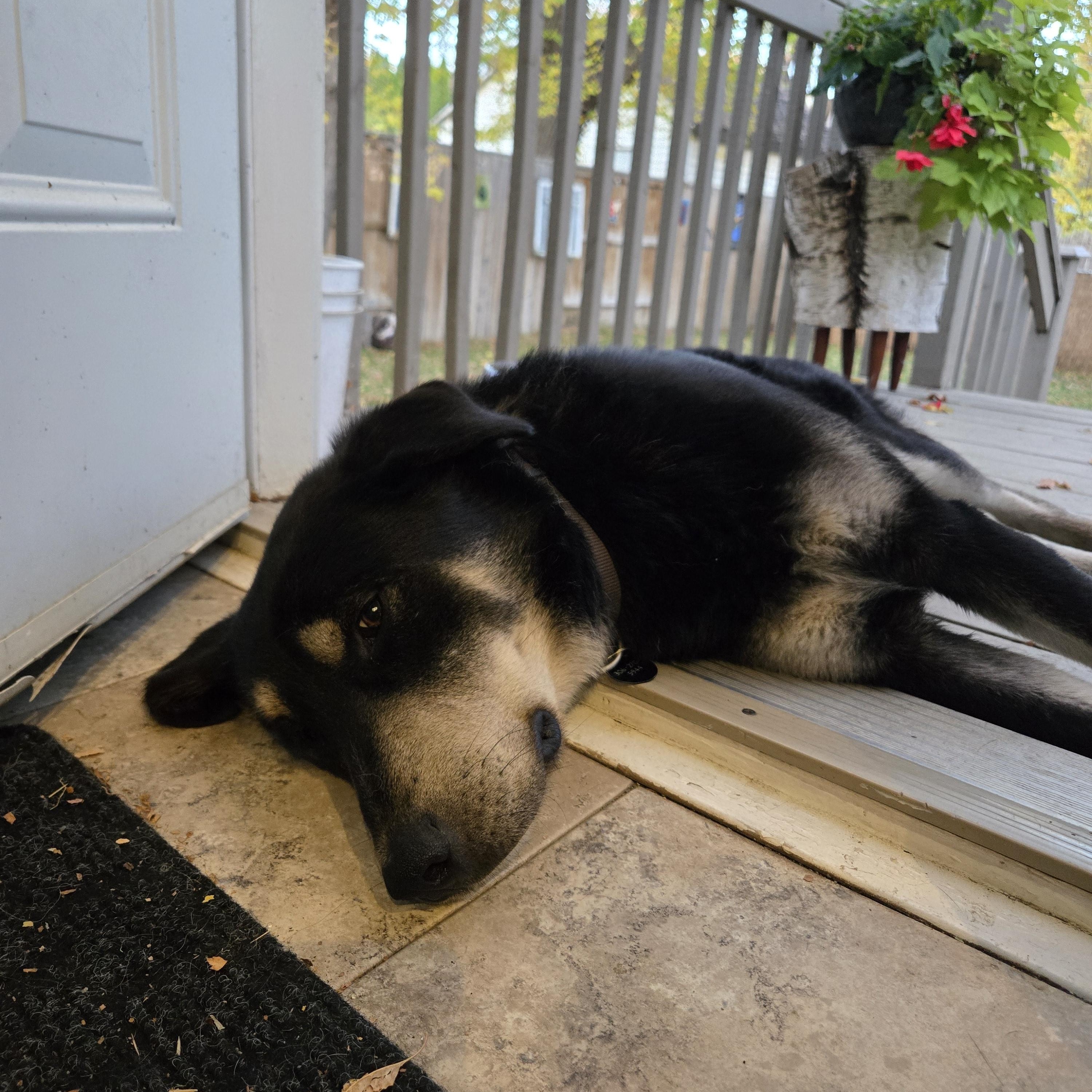Enlarge Buddy, a Adoptable Mixed Breed in Saskatoon, SK image 6/6