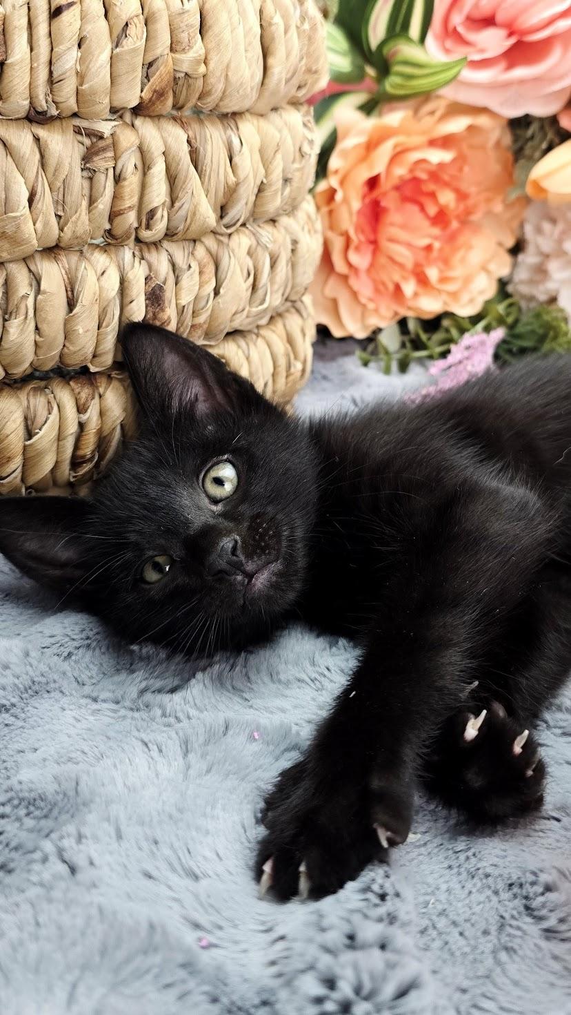 Enlarge Flynn (Adoption Pending), a ADOPTABLE Domestic Short Hair in Ocean Springs, MS image 5/5