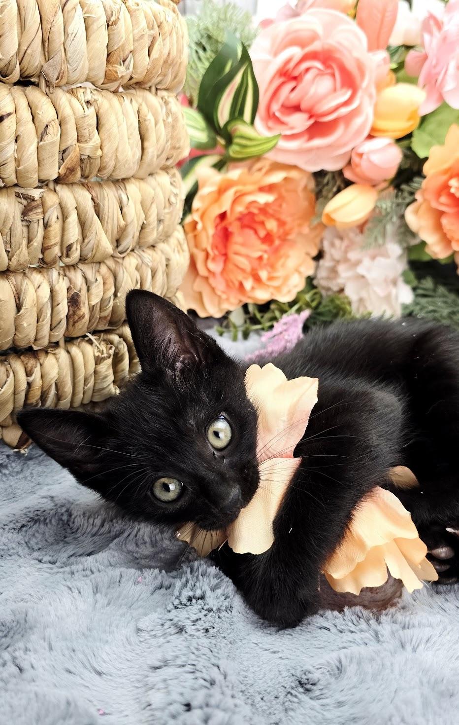 Enlarge Flynn (Adoption Pending), a ADOPTABLE Domestic Short Hair in Ocean Springs, MS image 2/5