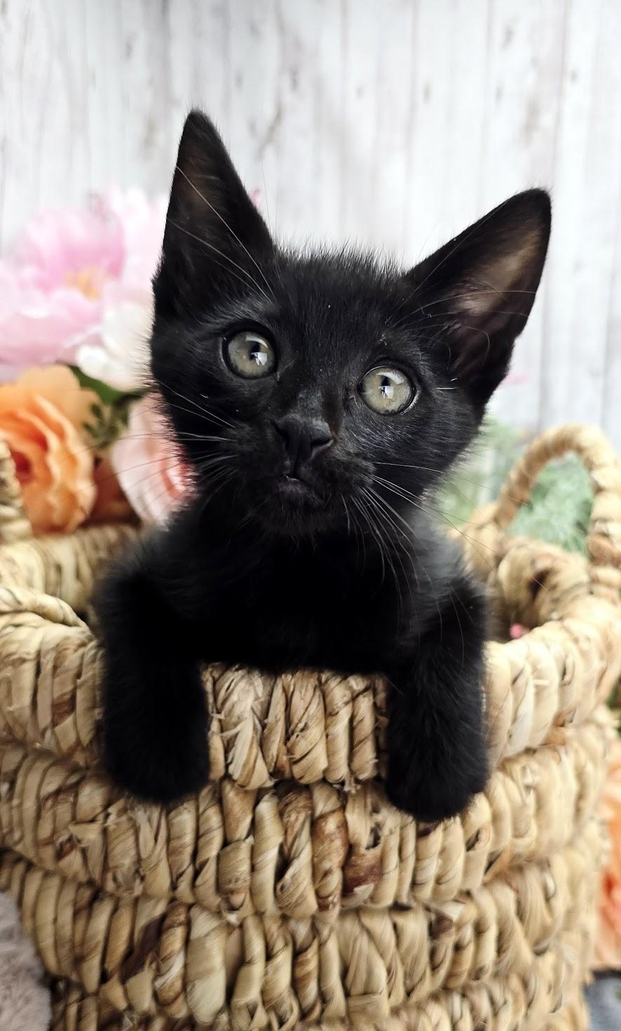 Enlarge Flynn (Adoption Pending), a ADOPTABLE Domestic Short Hair in Ocean Springs, MS image 3/5