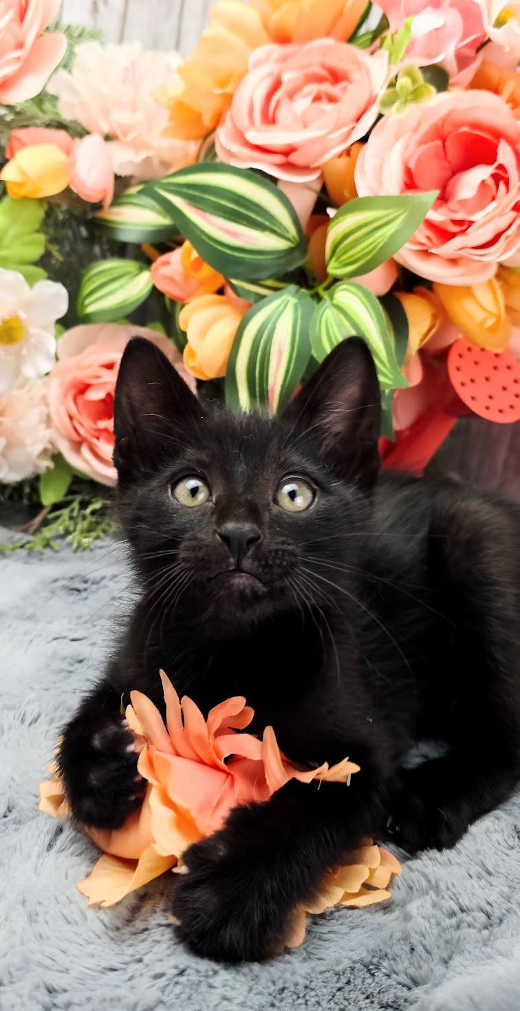 Flynn (Adoption Pending), ADOPTABLE, Kitten Male Domestic Short Hair.