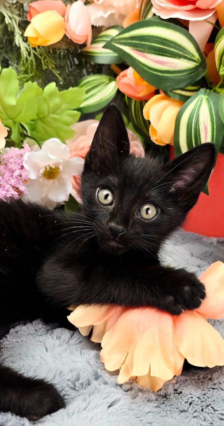 Enlarge Flynn (Adoption Pending), a ADOPTABLE Domestic Short Hair in Ocean Springs, MS image 4/5