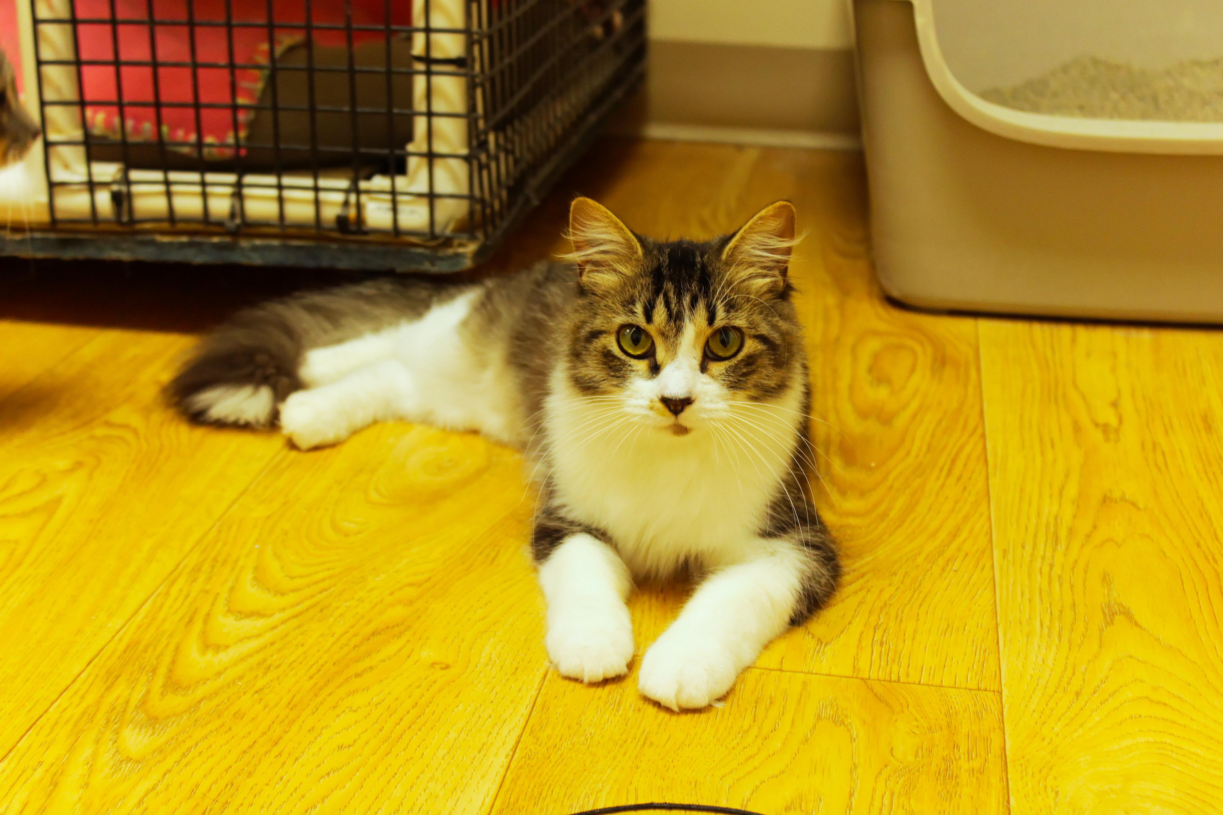 Journey, a ADOPTABLE Domestic Long Hair in Urbana, OH image 4/6