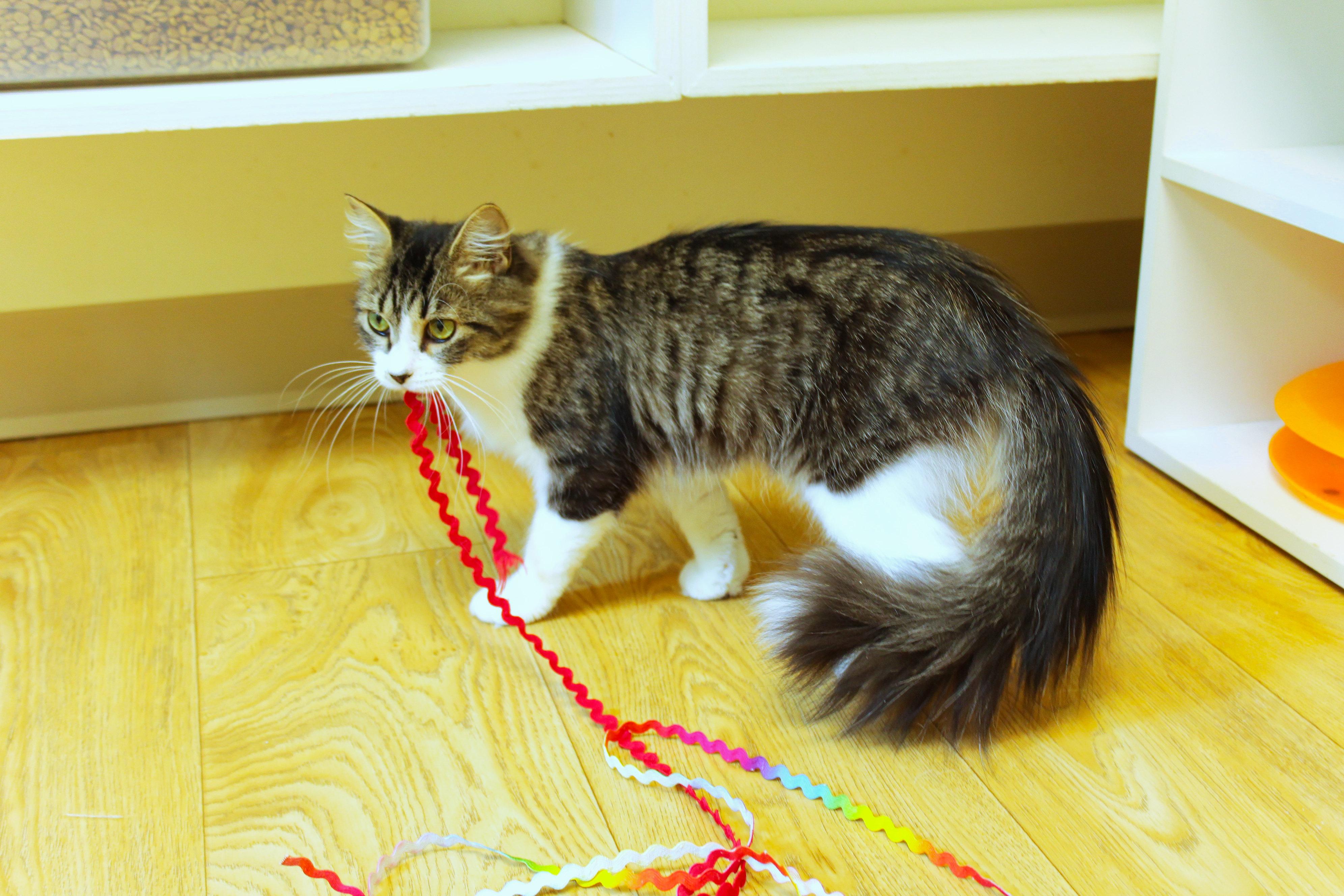 Journey, a ADOPTABLE Domestic Long Hair in Urbana, OH image 3/6
