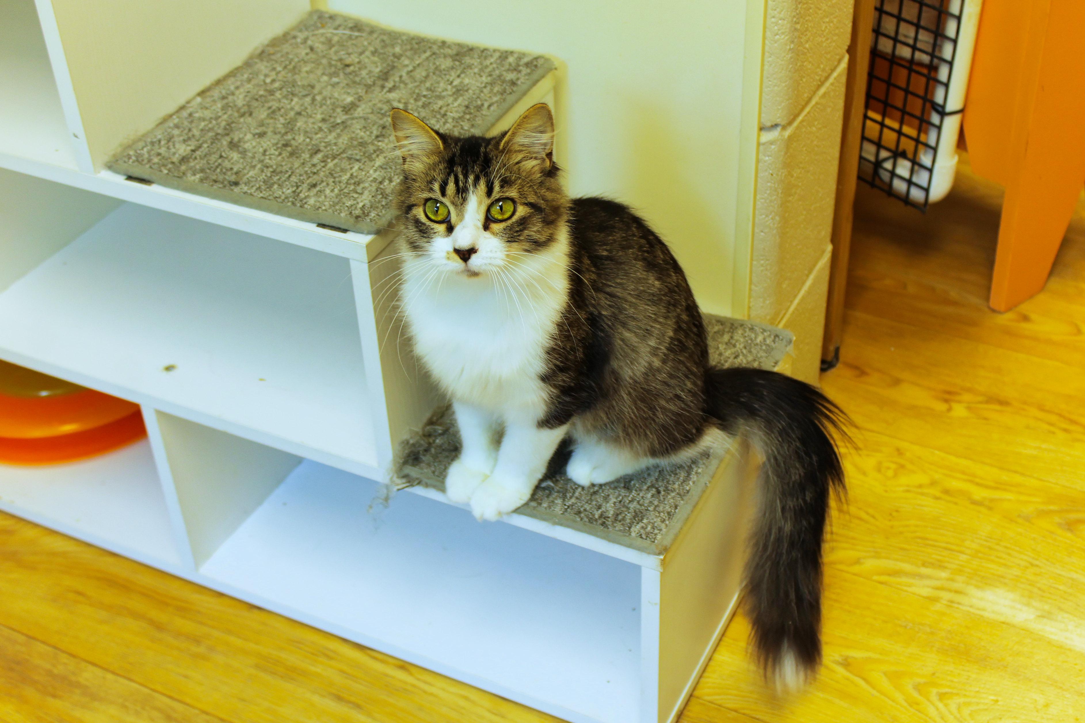 Journey, a ADOPTABLE Domestic Long Hair in Urbana, OH image 1/6