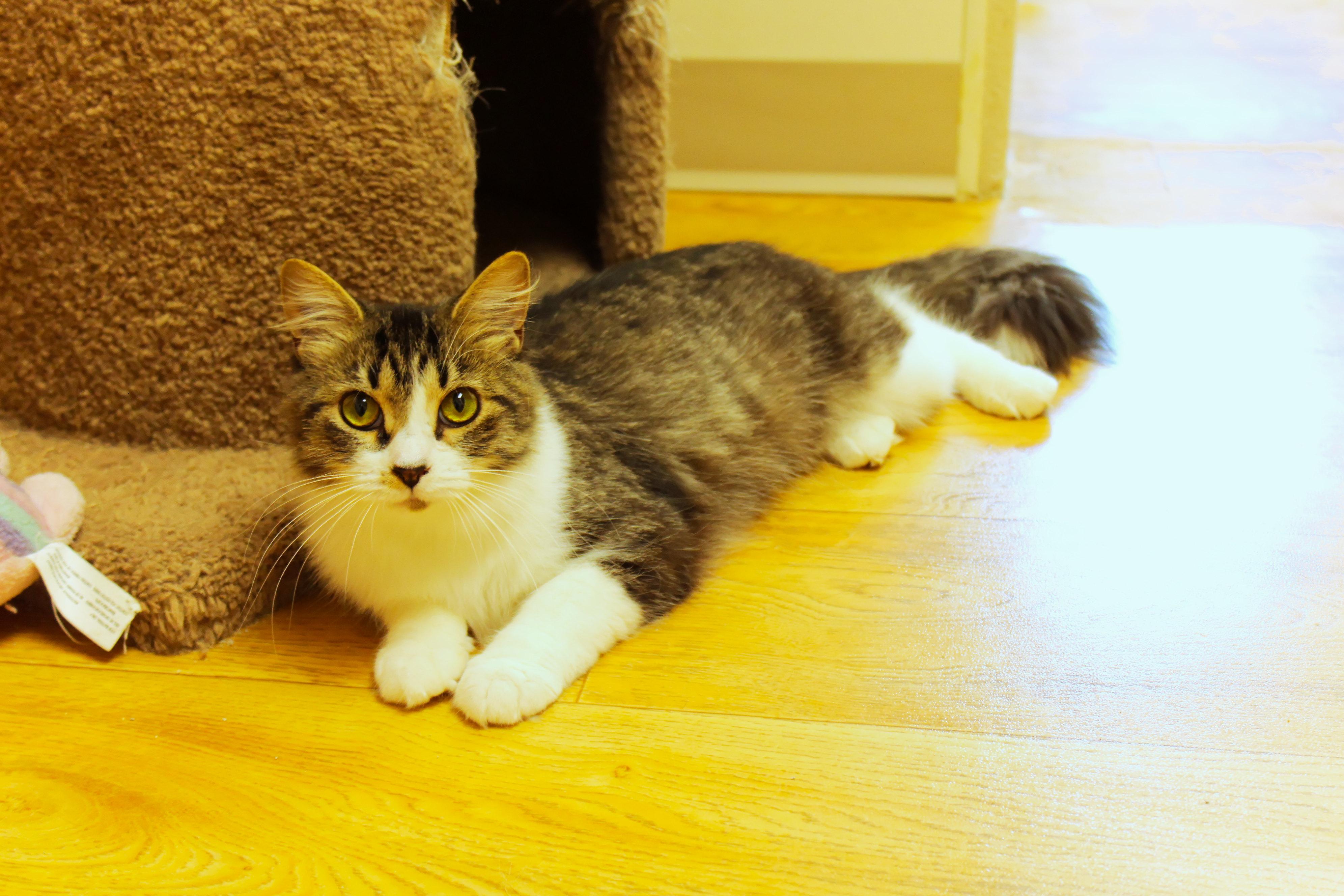 Journey, a ADOPTABLE Domestic Long Hair in Urbana, OH image 6/6