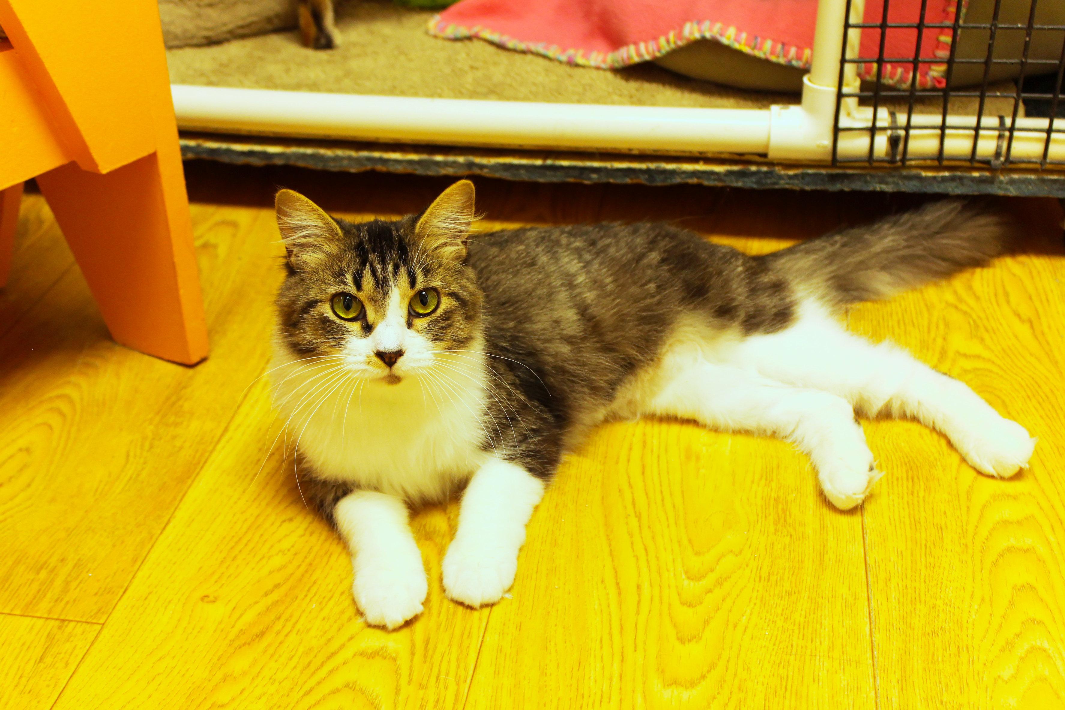Journey, a ADOPTABLE Domestic Long Hair in Urbana, OH image 5/6