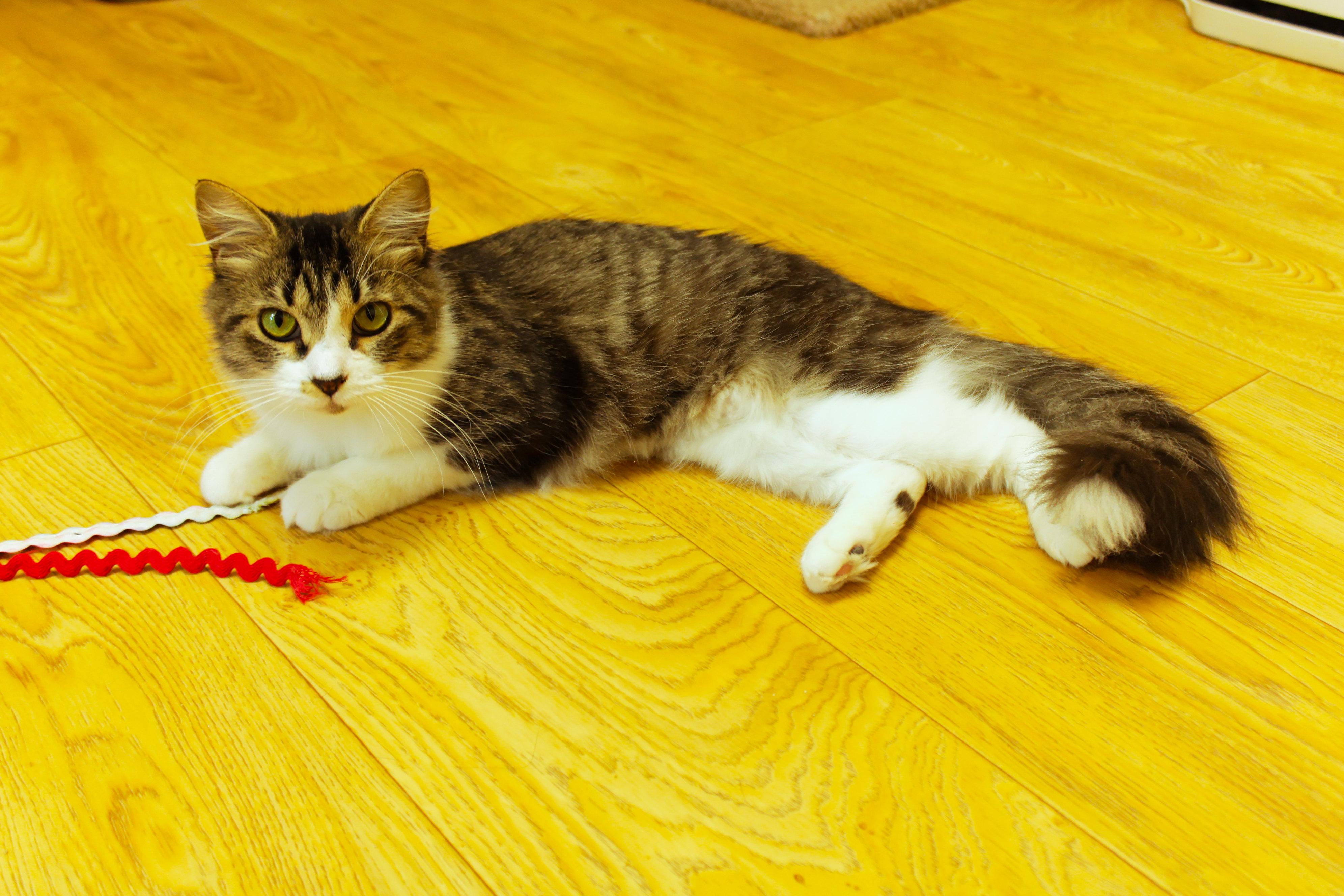 Journey, a ADOPTABLE Domestic Long Hair in Urbana, OH image 2/6
