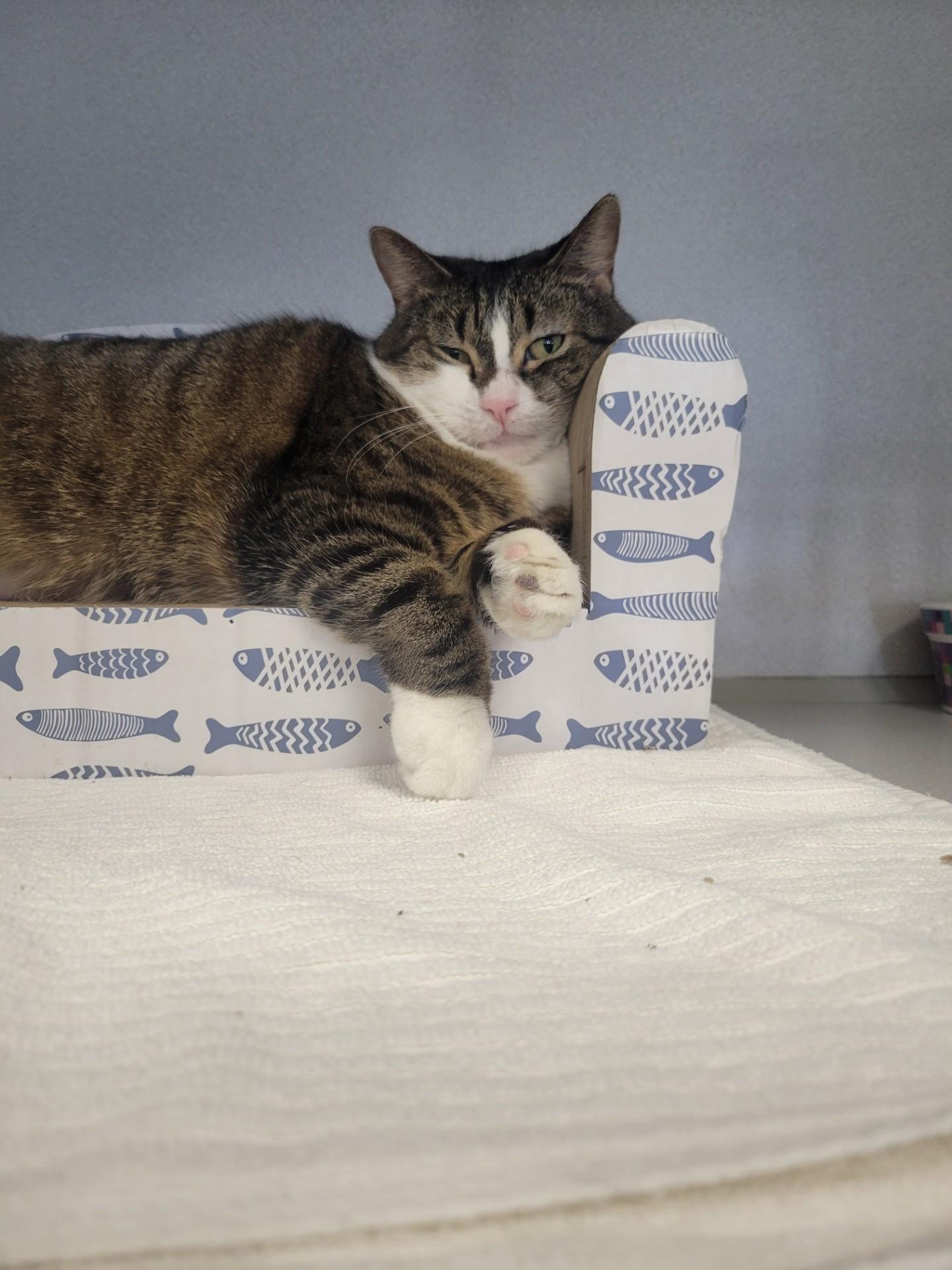 Enlarge Didi, a ADOPTABLE Domestic Short Hair in Teterboro, NJ image 2/2