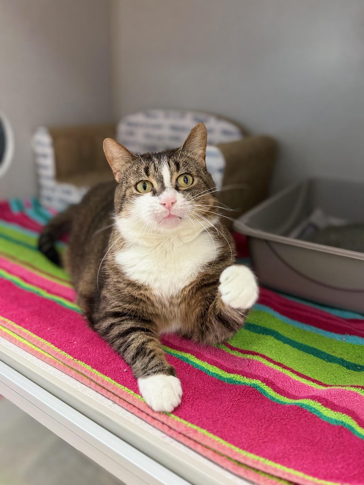 Didi, ADOPTABLE, Senior Female Domestic Short Hair.