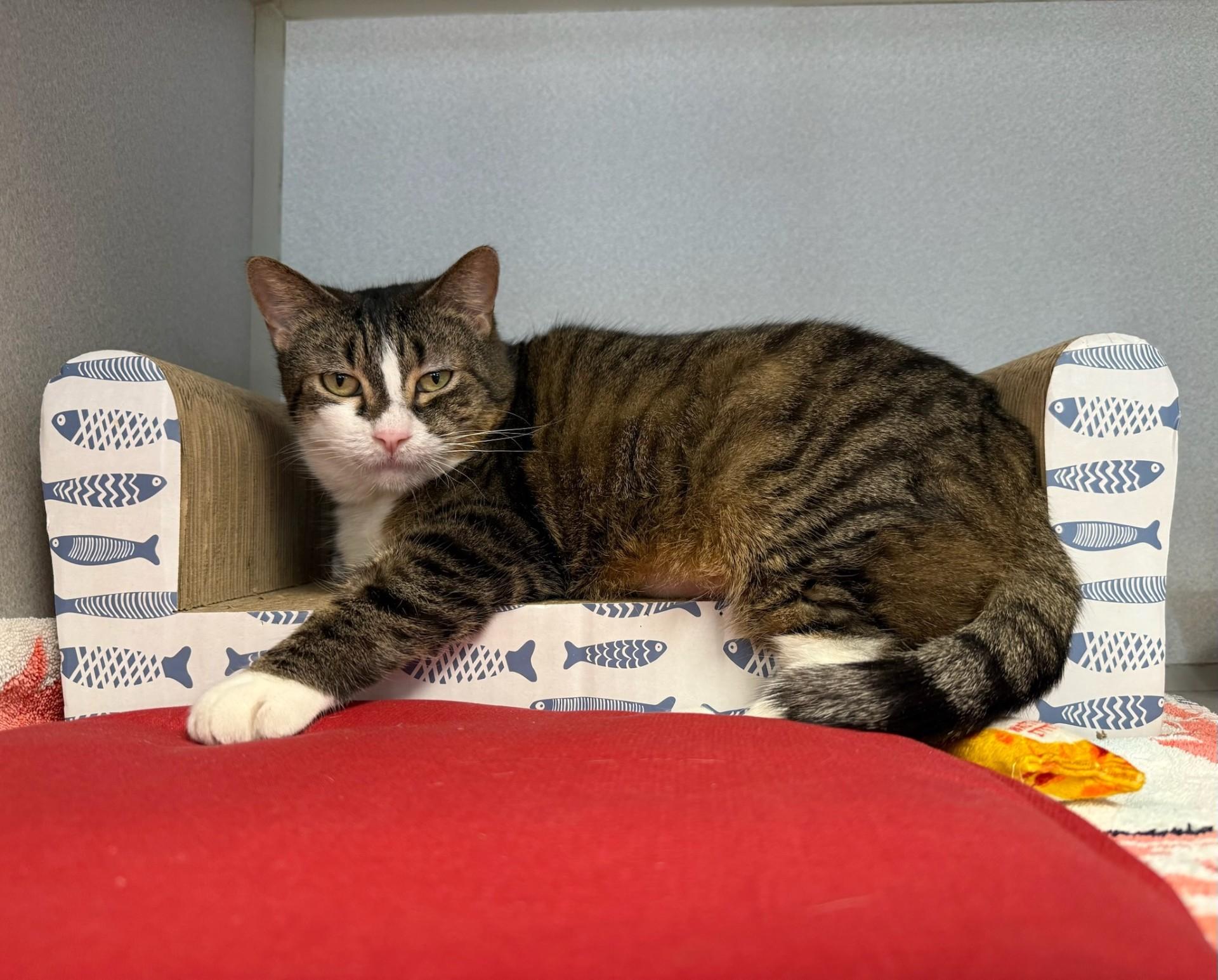 Enlarge Didi, a ADOPTABLE Domestic Short Hair in Teterboro, NJ image 1/2