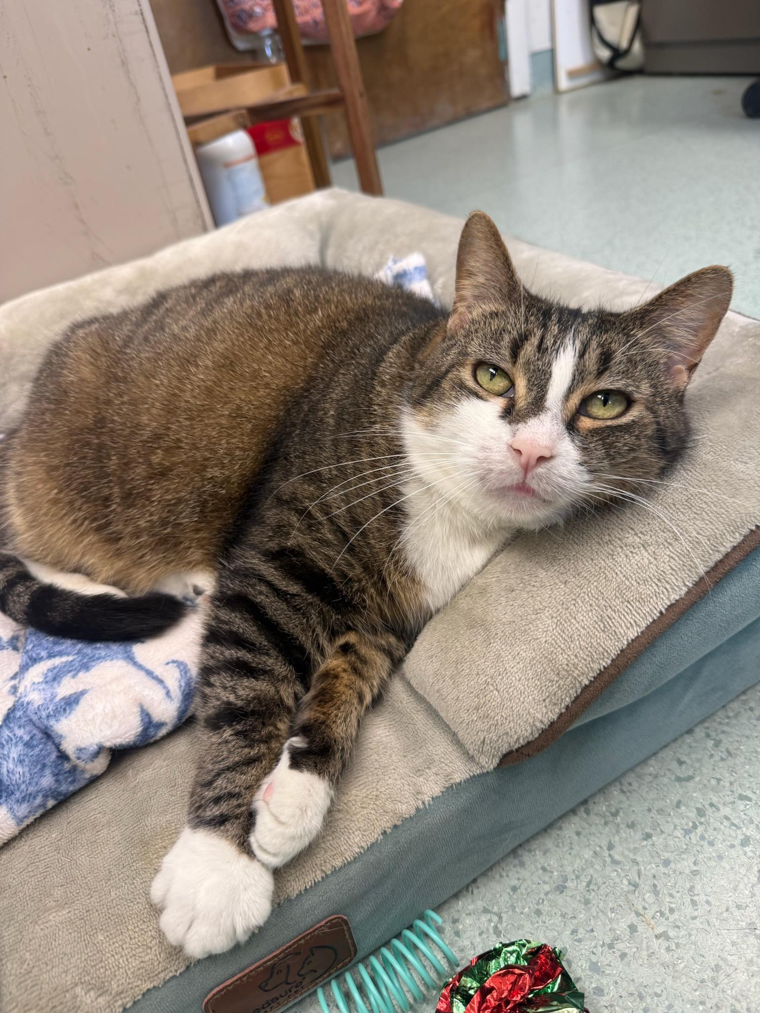 Enlarge Didi, a ADOPTABLE mixed breed in Teterboro, NJ image 3/5