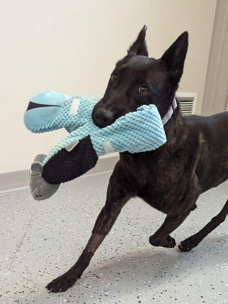 Enlarge Karma, a Adoptable Dutch Shepherd in Yankton, SD image 3/6