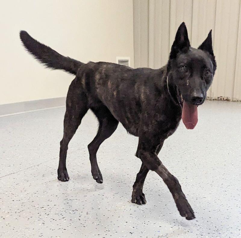 Enlarge Karma, a Adoptable Dutch Shepherd in Yankton, SD image 6/6
