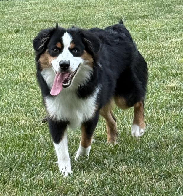 Enlarge 1207 Milo, a Adoptable Australian Shepherd in Ringwood, IL image 1/5