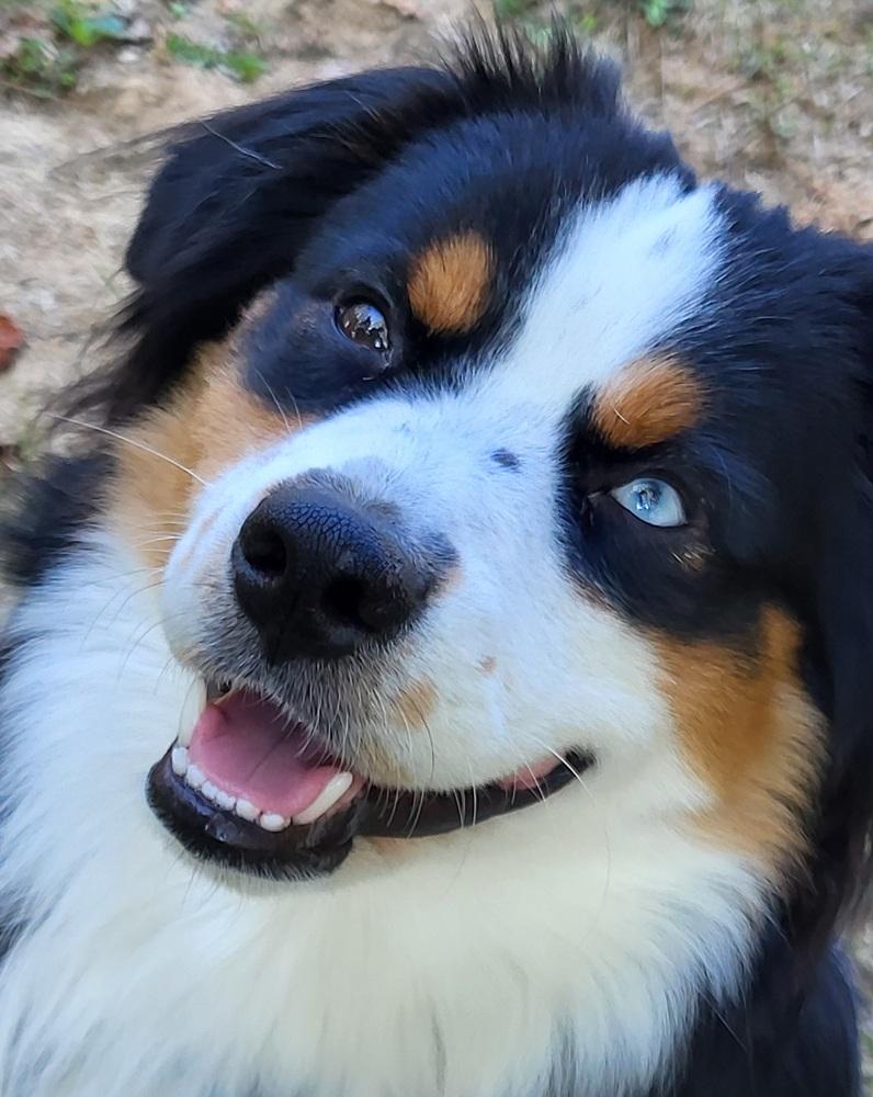 Enlarge 1207 Milo, a Adoptable Australian Shepherd in Ringwood, IL image 2/5