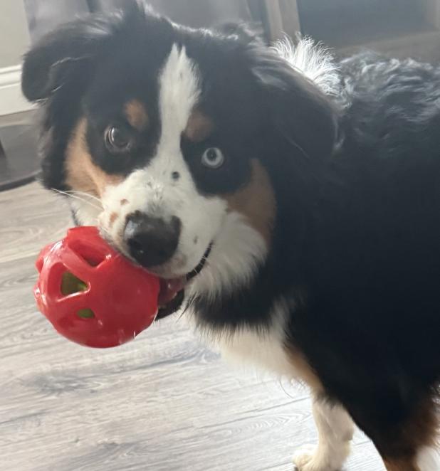 Enlarge 1207 Milo, a Adoptable Australian Shepherd in Ringwood, IL image 3/5
