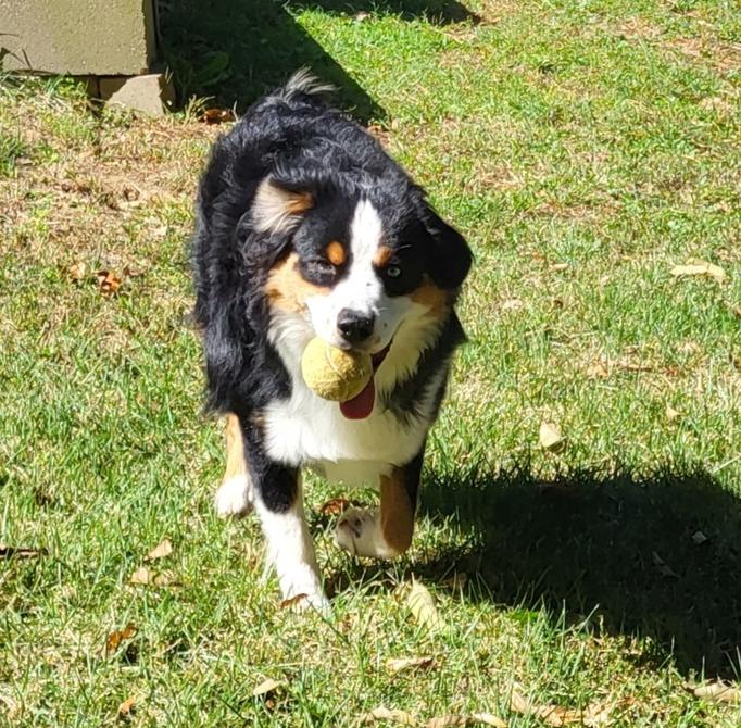 Enlarge 1207 Milo, a Adoptable Australian Shepherd in Ringwood, IL image 4/5