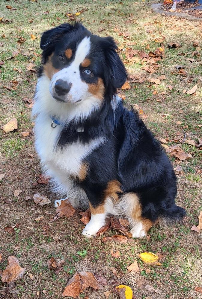 Enlarge 1207 Milo, a Adoptable Australian Shepherd in Ringwood, IL image 5/5