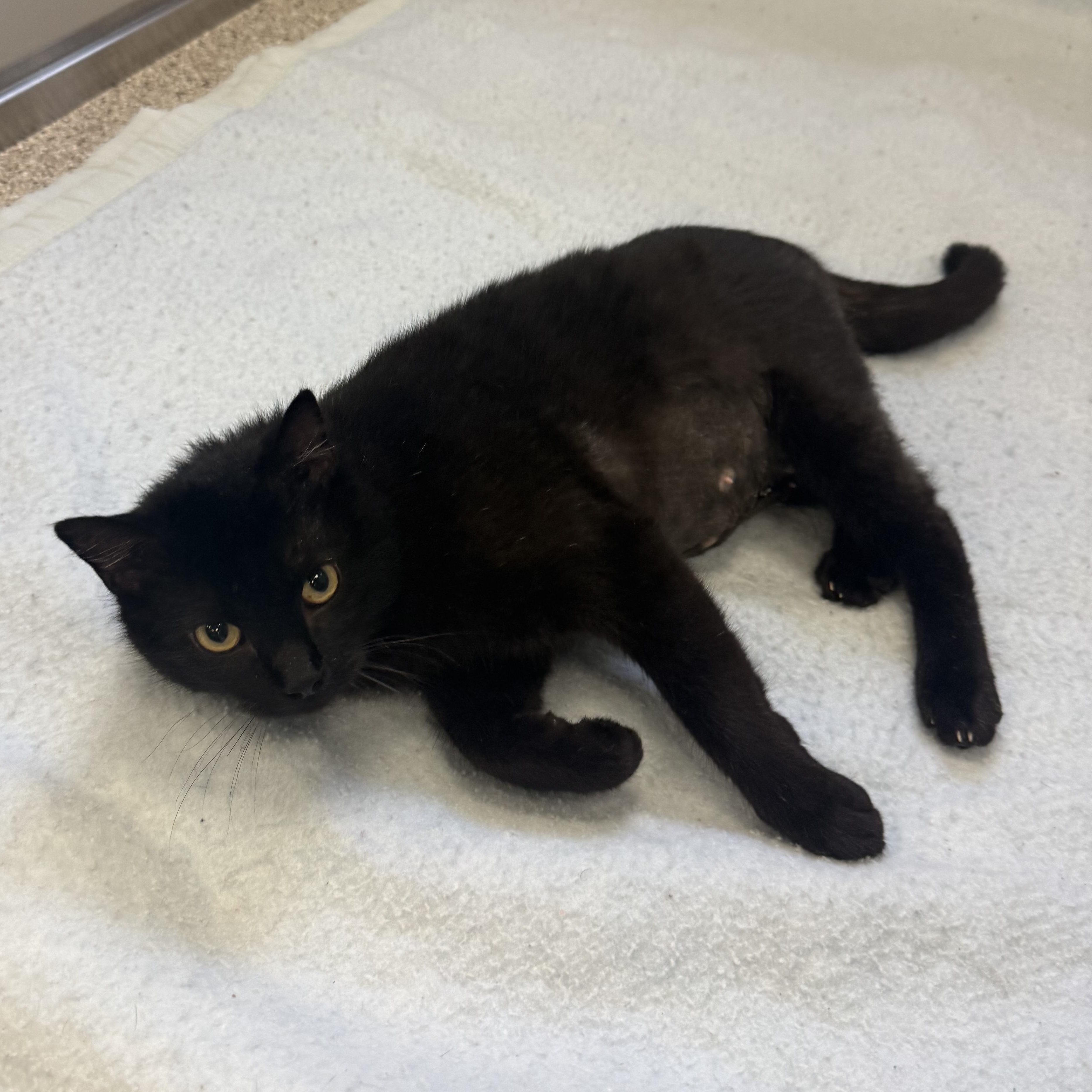 Merida, Adoptable, Adult Female Domestic Short Hair.