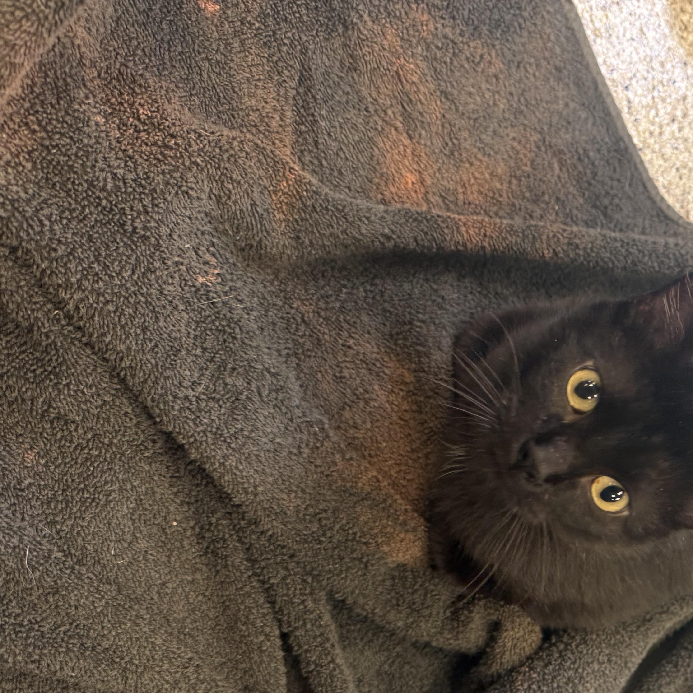 Enlarge Merida, a Adoptable Domestic Short Hair in Kearney, NE image 2/2