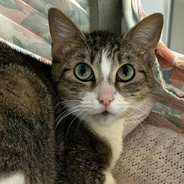 Enlarge Sylvie, a Adoptable mixed breed in Oakland, CA image 2/3