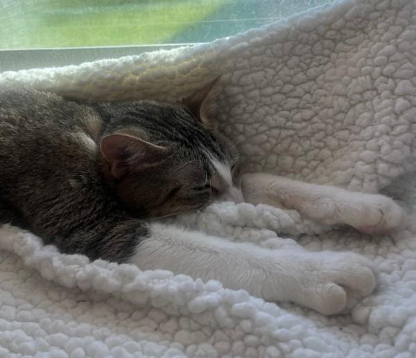 Enlarge Sylvie, a Adoptable mixed breed in Oakland, CA image 3/3