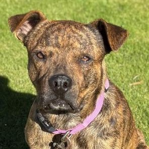 Enlarge Django, a Adoptable mixed breed in Coachella, CA image 2/5