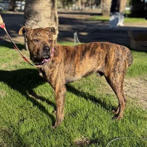 Django, Adoptable, Young Male Mountain Cur.