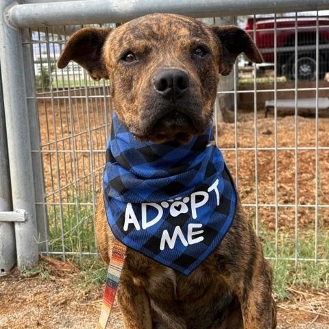 Enlarge Django, a Adoptable mixed breed in Coachella, CA image 3/5