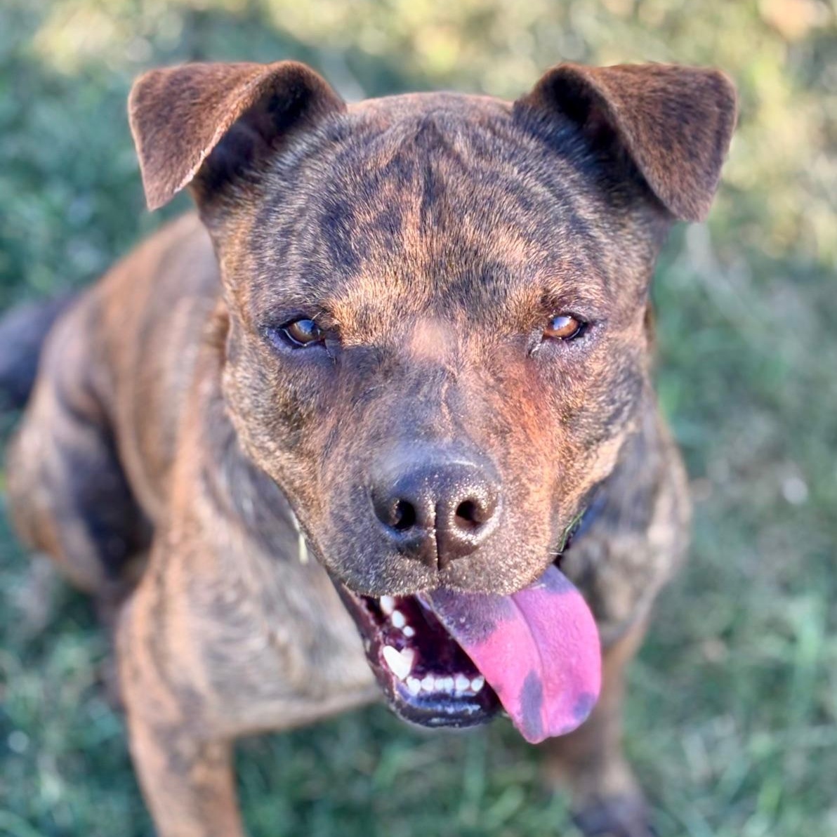 Enlarge Django, a Adoptable mixed breed in Coachella, CA image 2/6